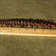 Image for article titled Weekend Nightmare Fuel: The Biggest Crawling Animals on Earth
